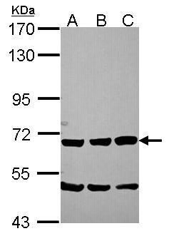 Chromogranin C antibody