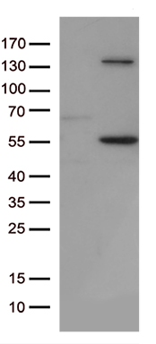 Chromogranin C Antibody