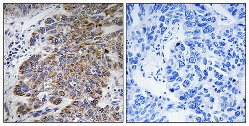 CHST10 antibody