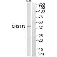 CHST13 antibody