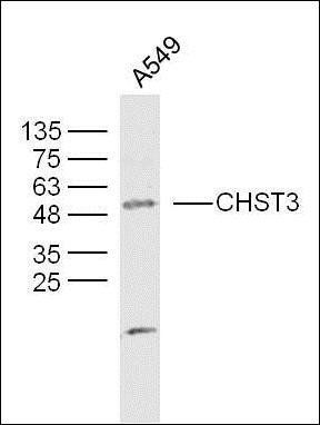 CHST3 antibody
