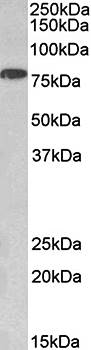 Goat anti-CHUK Antibody