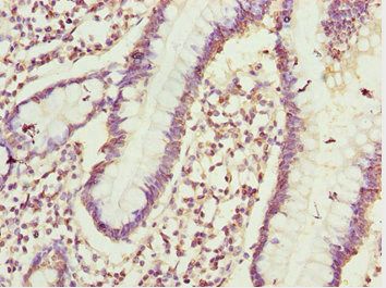 CIAO1 Antibody
