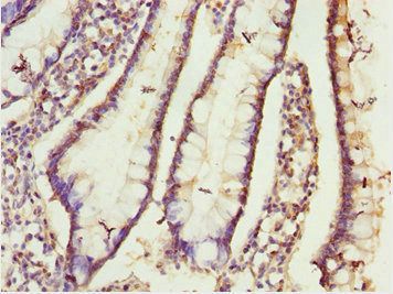 CIAO1 Antibody