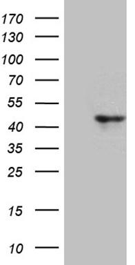 CIAPIN1 Antibody