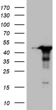 CIAPIN1 Antibody