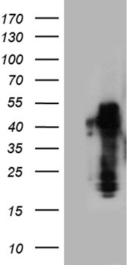 CIAPIN1 Antibody