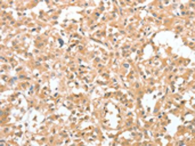 CIAPIN1 antibody