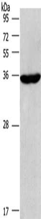 CIAPIN1 antibody