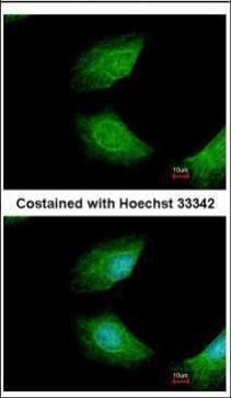 CIAPIN1 antibody