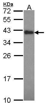 cytokine induced apoptosis inhibitor 1 Antibody