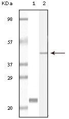 CIB1 Antibody