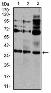 CIDEC Antibody