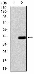 CIDEC Antibody