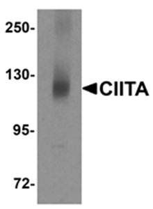 CIITA Antibody