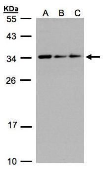 CIP29 antibody