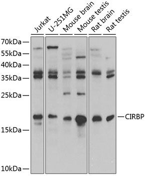 CIRBP antibody