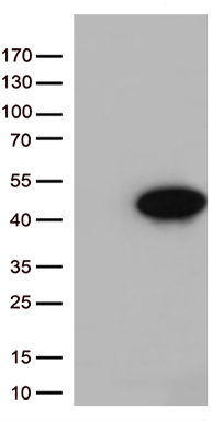 CISD2 Antibody