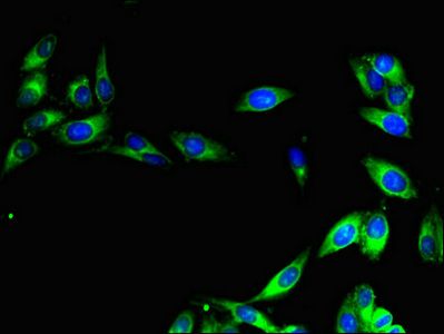 CISD2 Antibody