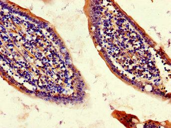 CISD2 Antibody