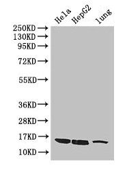 CISD2 antibody