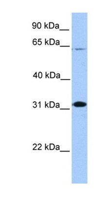 CITED2 antibody