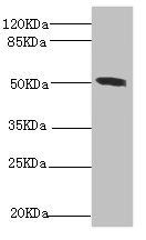 Citrate synthase, mitochondrial antibody