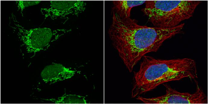Citrate synthase antibody [N2C3]