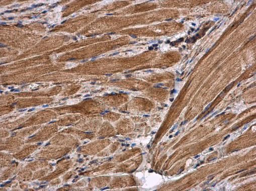 Citrate synthase antibody [N2C3]