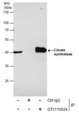 Citrate synthase antibody [N2C3]