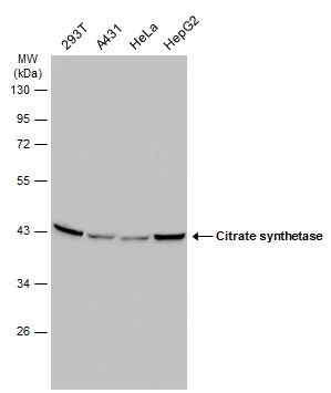 Citrate synthase antibody [N2C3]