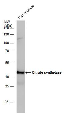 Citrate synthase antibody [N2C3]