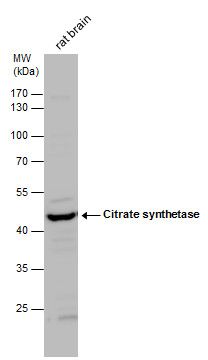 Citrate synthase antibody [N2C3]