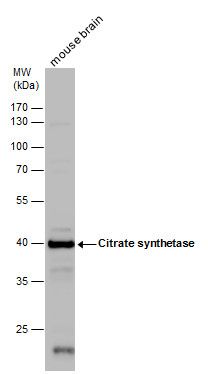 Citrate synthase antibody [N2C3]