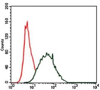 CK5 Antibody