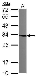 CKAP1 antibody