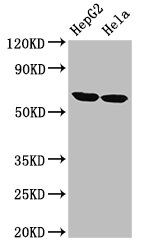 CKAP4 antibody