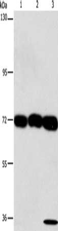 CKAP4 antibody