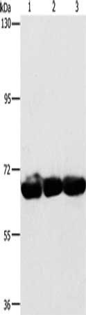 CKAP4 antibody