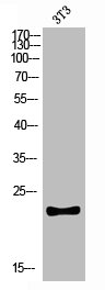 CKLF Antibody