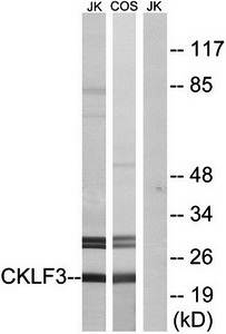CKLF3 Antibody