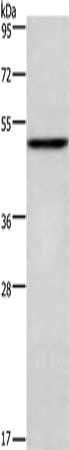 CKMT2 antibody