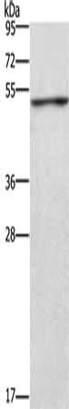 CKMT2 antibody