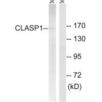 CLASP1 antibody