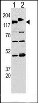 CLASP2 antibody