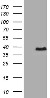 CLTA Antibody