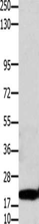 CLDN1 Antibody