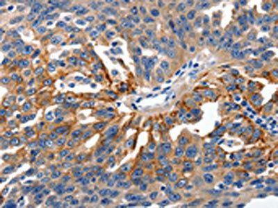 CLDN1 Antibody