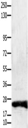 CLDN1 Antibody