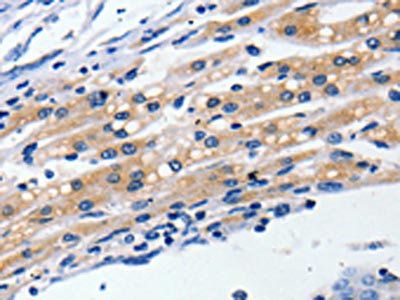 CLDN5 Antibody